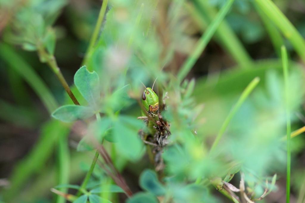 IMG_2207.JPG - Les "Criquets" ont été ainsi nommés pour leur "chant" incessant à tout moment de la journée et même la nuit; ils mettent du zèle et de la persévérence à se faire connaitre dès que le soleil et la chaleur sont au rendez-vous ! ils sont aussi connus par le profane que les papillons : il n'y a qu'à courir dans une prairie basse en été pour voir s'envoler de partout des centaines de petits sauteurs ailés; les mâles stridulent en frottant le plus souvent les "cuisses" postérieures contre les nervures des élytres; ils sont tous phytophages et ravageurs en régions tropicales et arides où ils sont appelés, à tort, "Sauterelles" 