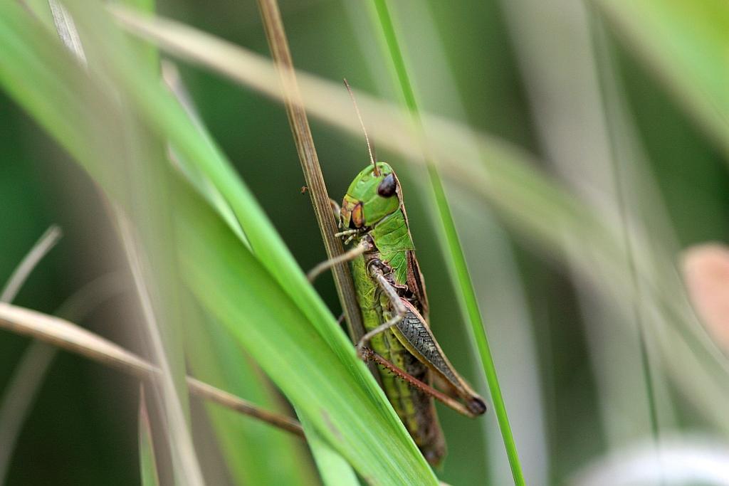 IMG_2214.JPG - Moi, le roi des grandes herbes.