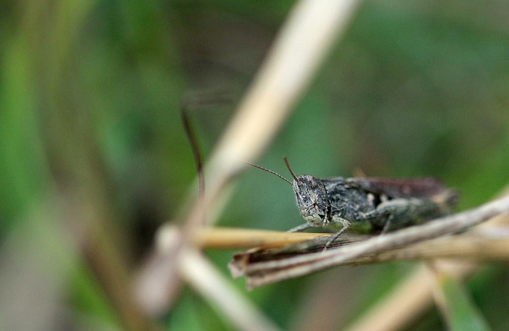 IMG_2256.JPG - le guerrier