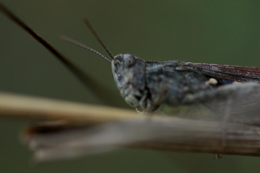 IMG_2267.JPG - si si si