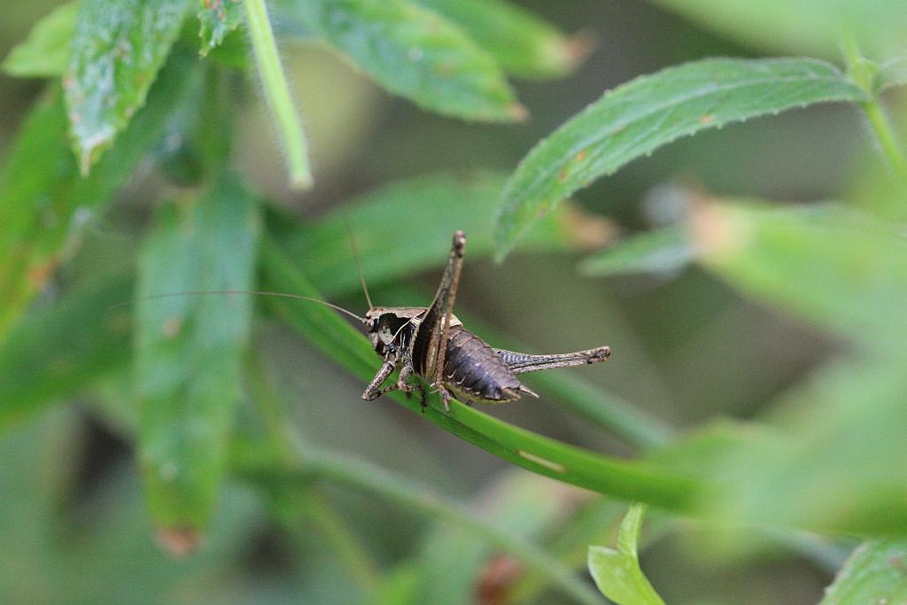 IMG_3503.JPG - Orthoptères sauteurs plus lourds et plus trapus que les "Sauterelles : les grillons.