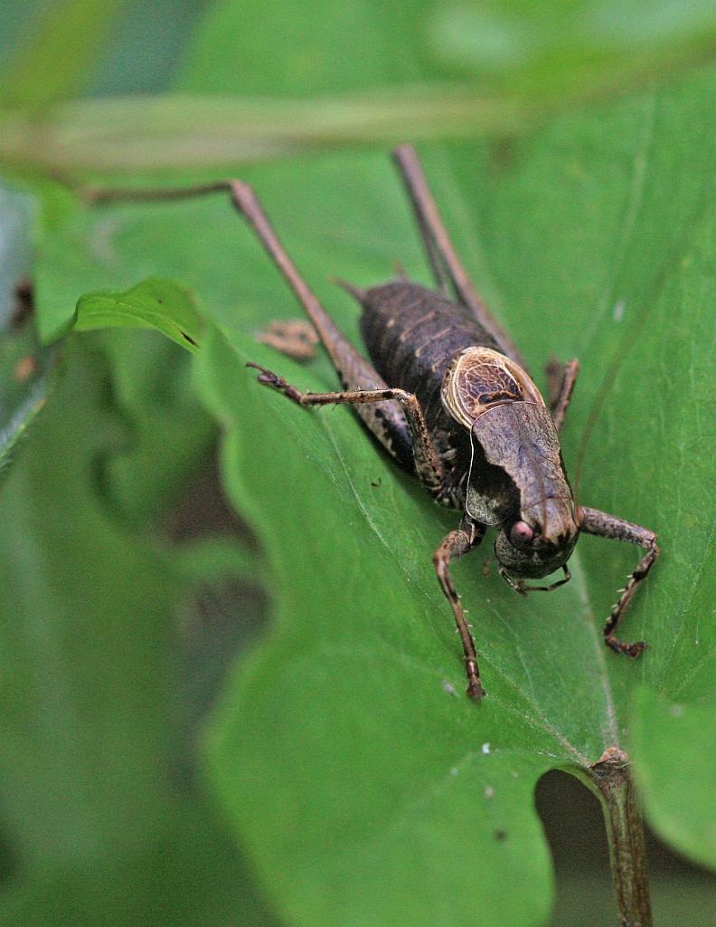 IMG_3884.JPG - J'ai des grosses pattes.