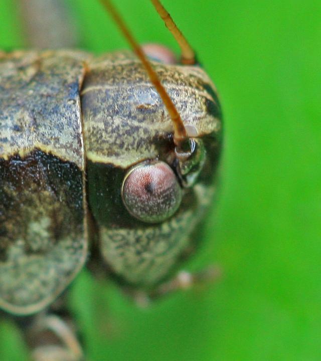 IMG_3899.JPG - Les petits yeux malins.