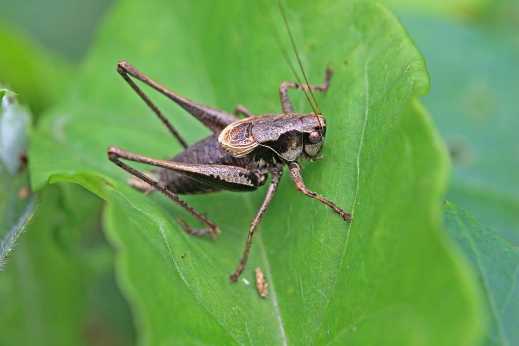 IMG_3907.JPG - Vraiment facile de me reconnaitre ; encore un commentaire normand.