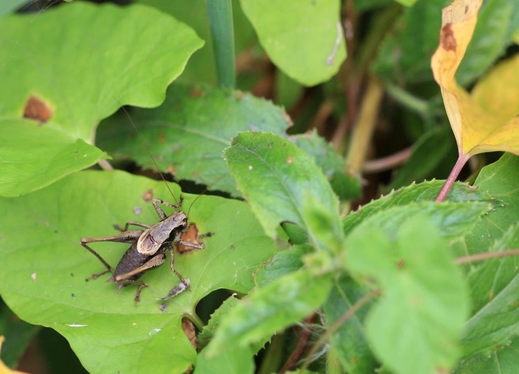 IMG_3965.JPG - Donc , on dit grillon.