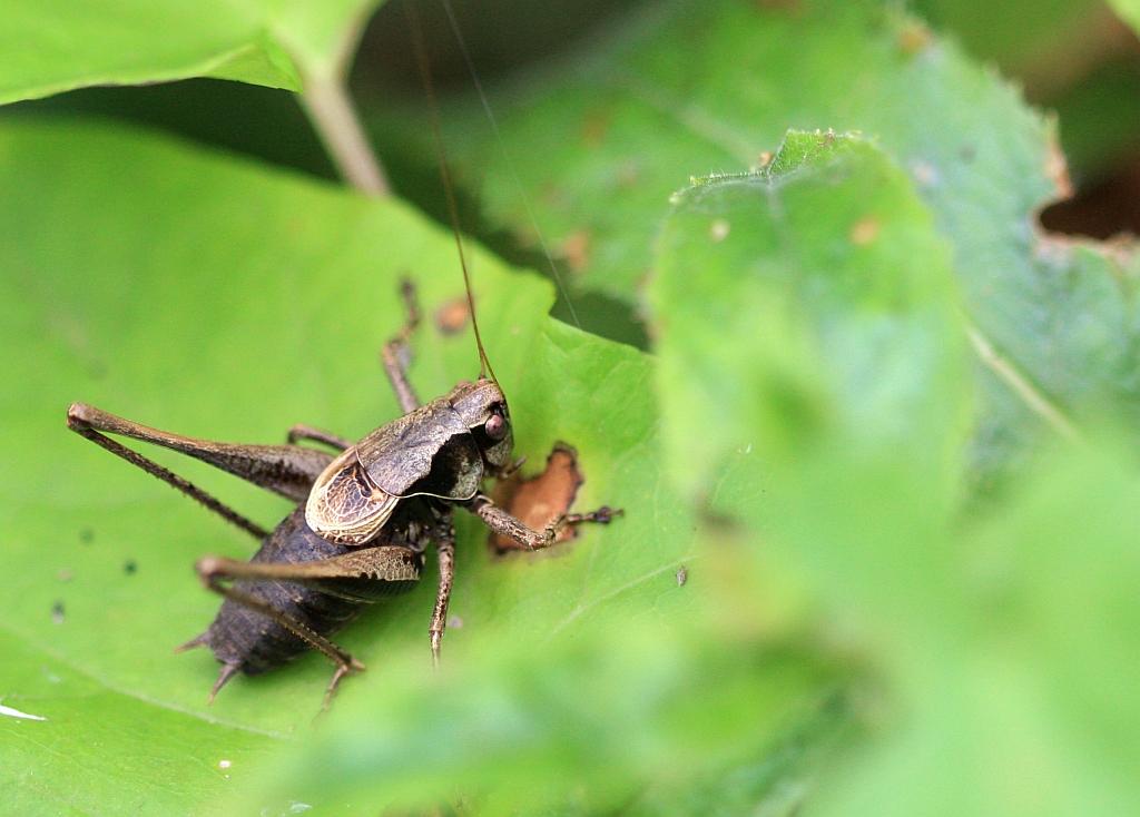 IMG_3967.JPG - Voilà