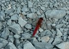 P1140488  Le  Sympétrum sanguin (Sympetrum sanguineum)