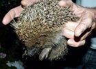 P1050488  le hérisson