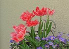 IMG 8764  les tulippes rouges