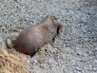 IMG 2545  Un chien de prairie