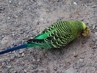 IMG 2546  Une perruche