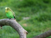 IMG 2551  La routine habituelle quoi.........La Perruche ondulée (Melopsittacus undulatus (Shaw)) est une espèce d&#39;oiseau australien appartenant à la famille des Psittacidae (communément appelés Perruches et Perroquets typiques) Il s&#39;agit de la seule espèce du genre Melopsittacus et de la tribu des Melopsittacini.On la trouve dans toutes les régions arides et semi-arides de l&#39;Australie.Le nom du genre Melopsittacus vient du grec et signifie « Mélodieux Perroquet ».
