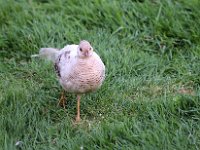 IMG 2553  arrive vers nous