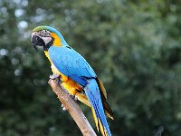 IMG 2556  Il y a beaucoup de ara en normandie.