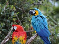 IMG 2557  L&#39;Ara chloroptère mesure jusqu&#39;à 95 centimètres de longueur et pèse jusqu&#39;à 1,5 kg. Il a un corps robuste et trapu, une longue queue, une grande tête rouge avec des joues dont la peau blanche et nue est striée et tachée de rouge. Les plumes du corps et de la queue sont également rouges avec des traces jaunes vers le bas du ventre et quelques rectrices bleues. Les rémiges sont aussi de cette couleur tandis que les couvertures alaires sont vertes (d&#39;où le nom spécifique de cet oiseau). Le bec est massif avec la mandibule supérieure rose chair et l&#39;inférieure noire. Les pattes sont gris foncé et les iris noirs bordés de clair. Ses cris sont stridents.