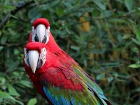 IMG 2559  Blancs becs