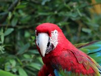 IMG 2560  O&#39;ara en irlandais