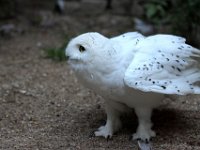 IMG 2562  elle est chouette