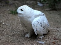 IMG 2563  Chouettes harfangs des neiges