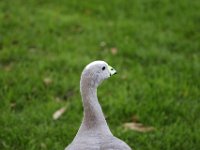 IMG 2566  Nous sommes au zoo de Jurques , et ce soir , c&#39;est nocturne.