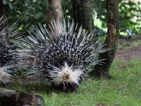 IMG 2567  les porc qui piquent