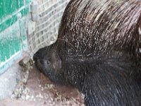 IMG 2568  la nuit , ils sont très joueurs