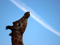IMG 2572  la girafe