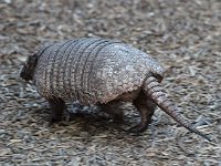 IMG 2574  un tamanoir