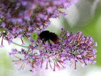 IMG 2575  une guèpe