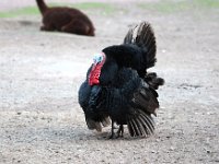 IMG 2577  le glouglou