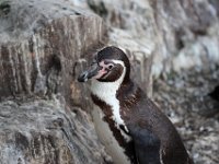 IMG 2590  les manchôts