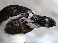 IMG 2597  l&#39;oeil