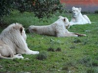 IMG 2598  le lion blanc