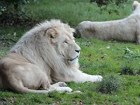 IMG 2600  Dimanche 20 mai 2007, quatre lionceaux blancs sont nés à Jurques, mais n&#39;ont pas survécu. Cet événement particulièrement rare s&#39;est cependant reproduit le 24 octobre 2008 avec cette fois trois naissances, puis deux autres le 12 juillet 20096. Cette sous-espèce ne compte plus que quelques dizaines d&#39;individus dans le monde. En France, plusieurs autres zoos présentent des lions blancs : le parc zoologique de Beauval (Loir-et-Cher), le parc zoologique de la Flèche (Sarthe), le parc zoologique du Bassin d&#39;Arcachon (Gironde) et le parc des Félins à Nesle (Seine-et-Marne).