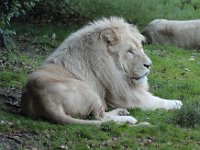 IMG 2601  Le lion blanc est une forme mutante du lion de la sous-espèce Panthera leo krugeri ; il ne s&#39;agit pas d&#39;une sous-espèce séparée. On le croise occasionnellement dans les réserves naturelles d&#39;Afrique du Sud, et il fait l&#39;objet d&#39;élevages sélectifs dans des zoos du monde entier.