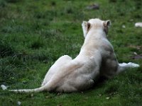 IMG 2603  L&#39;allèle responsable de la mutation est récessif, si bien que les lions blancs restent rares dans la nature et seul un couple de lions blancs peut avoir des lionceaux blancs à coup sûr ; il arrive que des lionceaux blancs naissent de lions normaux à Timbawati et dans le parc national de Kruger. La plus grande population de lions blancs se trouve dans les zoos, où ils sont élevés dans le but de perpétuer leur couleur, ce qui présente des risques de consanguinité.