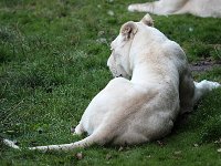 IMG 2604  Les lions blancs ne sont pas atteints d&#39;albinisme. Leur mutation est appelée leucistisme (ou parfois chinchilla[réf. souhaitée]), et donne à leur fourrure une couleur qui varie du blond au blanc presque pur. Cette couleur donne aux lions un désavantage certain dans la nature[réf. souhaitée], car elle les rend plus visibles aux yeux de leurs proies (les gnous ont une très bonne vision diurne) ce qui rend la chasse moins efficace, mais toujours possible.