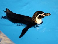 IMG 2615  Les ailes des manchots, devenues inutilisables pour le vol, se seraient, par contre, merveilleusement adaptées à la nage et à la plongée : le Manchot papou peut atteindre 35 km/h à la nage (contre 9 km/h pour le meilleur nageur olympique) et le Manchot empereur peut plonger à plus de 520 m pour rechercher de la nourriture, soit le record absolu chez tous les oiseaux.