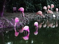 IMG 2616  les flamants roses