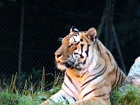 IMG 2627  l&#39;oeil du tigre