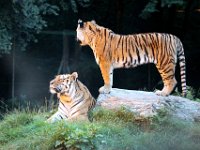 IMG 2628  belles bêtes