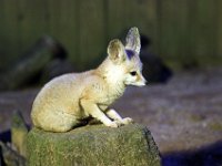 IMG 2631  le fennec