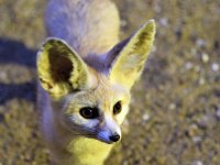 IMG 2635  grandes oreilles