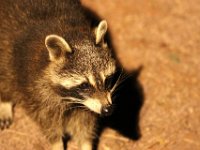 IMG 2657  le râton laveur