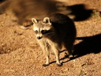 IMG 2661  très joueur