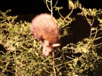 IMG 2664  ouie ça pique