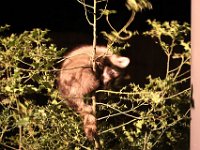 IMG 2667  se fout du houx