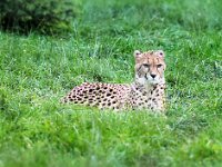 IMG 2917m  Acinonyx jubatus