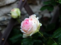 IMG 2341  Mignonne allons voir si la rose...