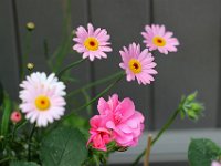 IMG 2343  Les fleurs n&#39;ont pas de soucis